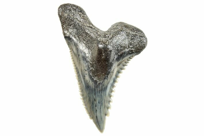 Snaggletooth Shark (Hemipristis) Tooth - South Carolina #270020